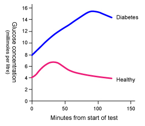 Blood glucose in the diabetic rises and stays above normal