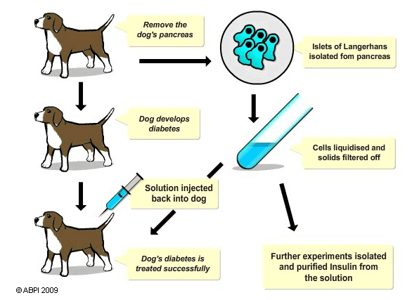 Investigations using isolated insulin from dog pancreas