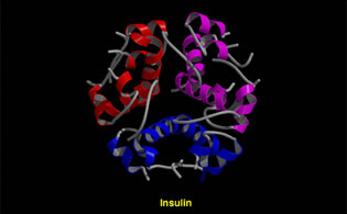 3-d model of insulin